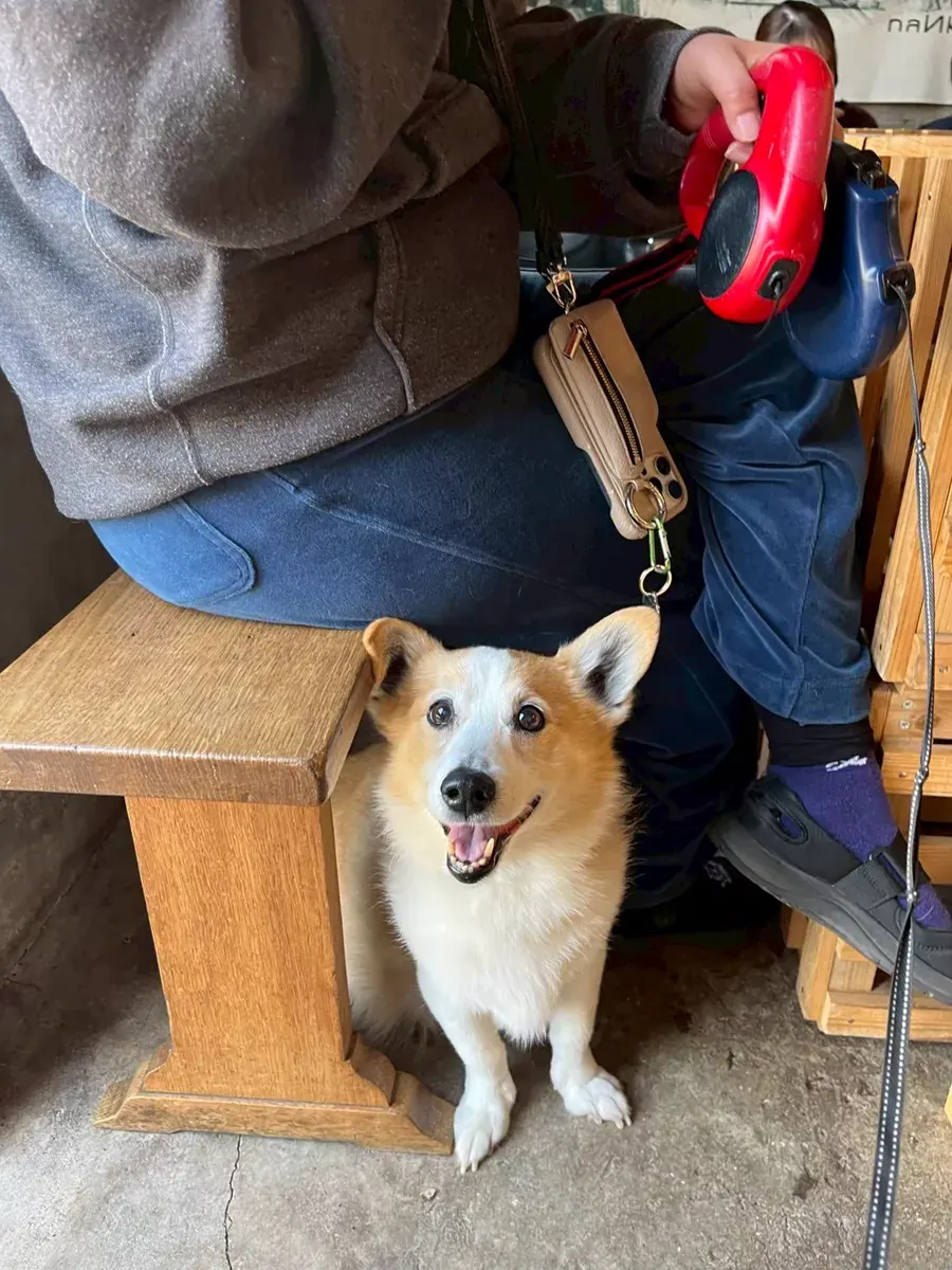 TUMUGUに遊びに来た看板犬